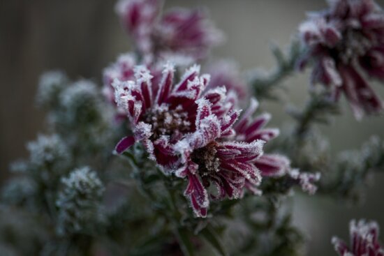 frozen flower-dmitry-grigoriev-LotEXn4pwmc-unsplash
